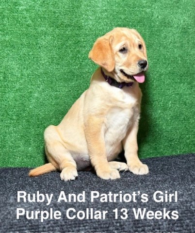 Labrador Retriever puppy for sale + 67048