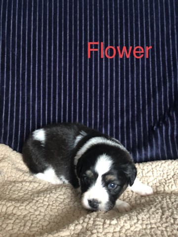 Miniature Australian Shepherd puppy for sale + 59977