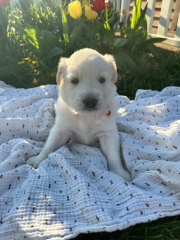 Great Pyrenees puppy for sale + 67077
