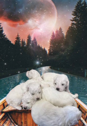 Maltese Puppies males and females available