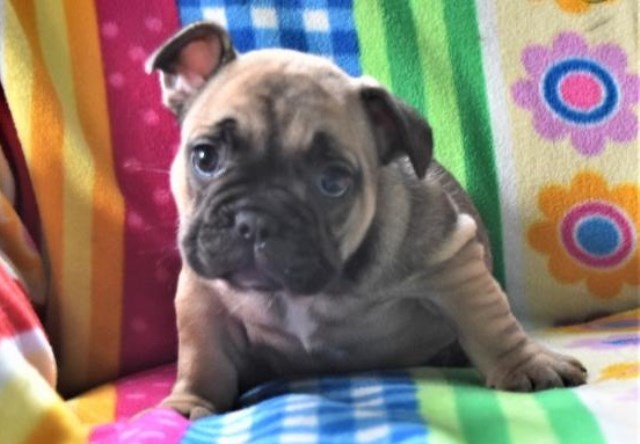 French Bulldog puppy for sale + 53363
