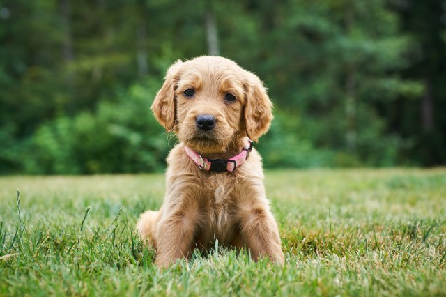 Goldendoodle puppy for sale + 66062