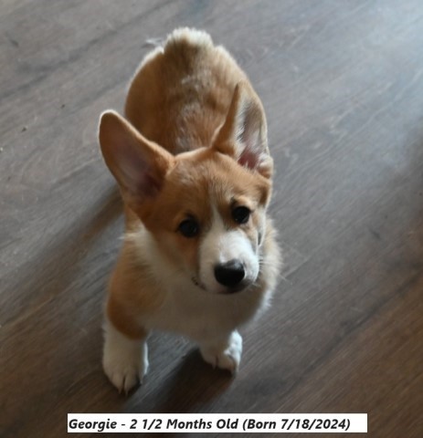Pembroke Welsh Corgi puppy for sale + 66241