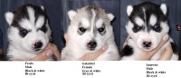 AKC CH Line Siberian husky puppies Siberian Husky for sale/adoption