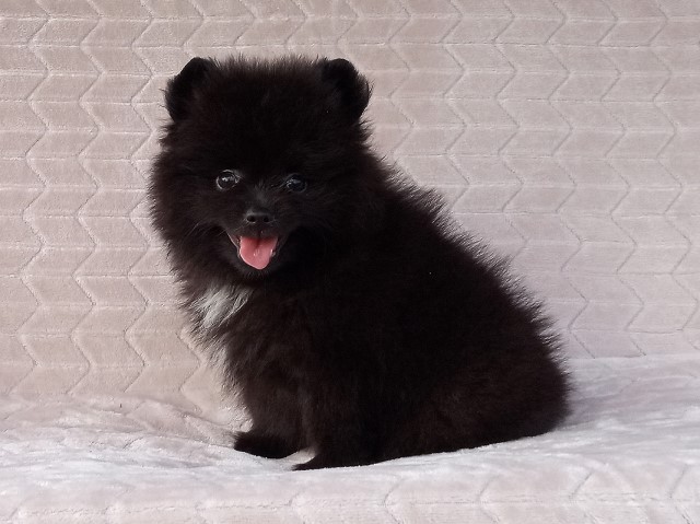 Pomeranian puppy for sale + 66430