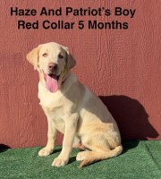 AKC Yellow And Champagne Labrador Puppies Labrador Retriever for sale/adoption