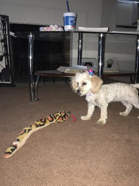 YorkiePoo puppy for sale