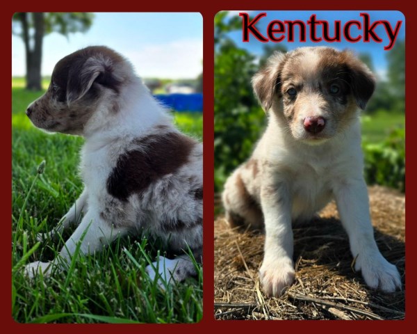 Male Border Collie Puppy For Sale