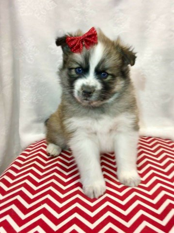 Pomsky puppy for sale + 51372
