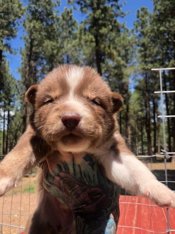 Blaze!! copper female