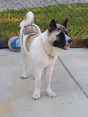 akita pups for sale