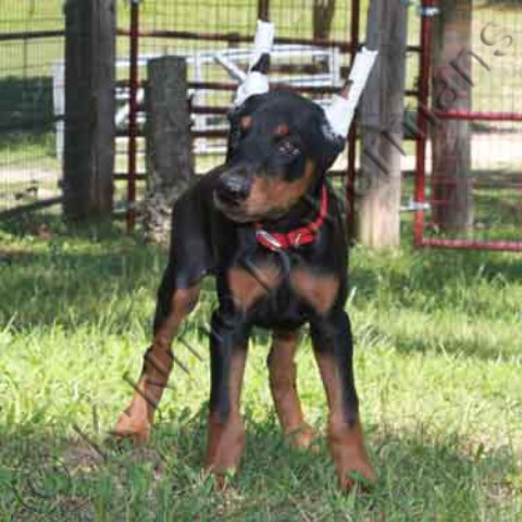 Doberman Pinscher puppy for sale + 52778