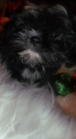 Imperial Shih Tzu Puppy  AKC
