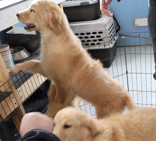 Golden Retrievers born 10-20-22 Parents are AKC call  231 821 9399 or 231 821 2603 One pup remaining