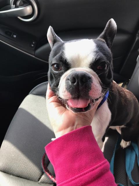 Boston Terrier puppy for sale + 51799