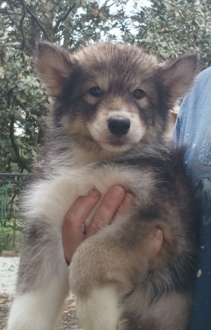 Siberian Husky Puppies; make offer