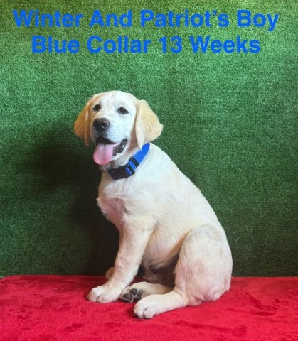AKC White Long Hair And Standard Coat Lab Puppies