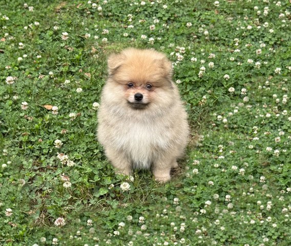 CKC Pomeranian: NASH