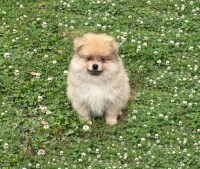 CKC Pomeranian: NASH Pomeranian for sale/adoption
