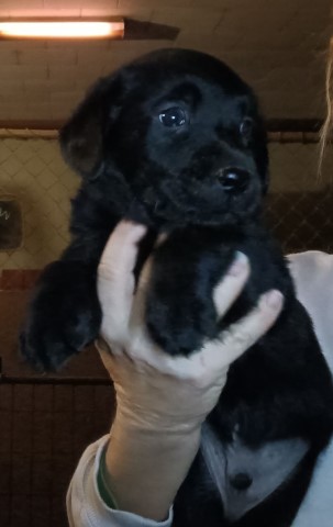 Labrador Retriever puppy for sale + 66320