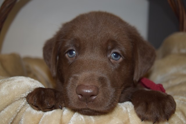 AKC Chocolate Male Labrador Retriever Puppies available January 25, 2017 and later