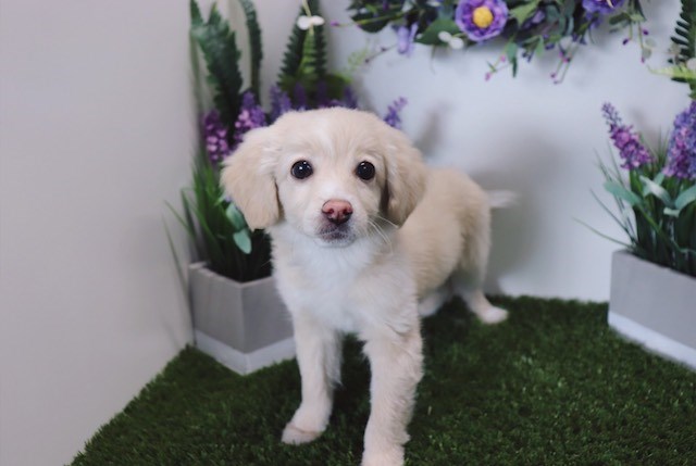 Pomeranian puppy for sale + 53060
