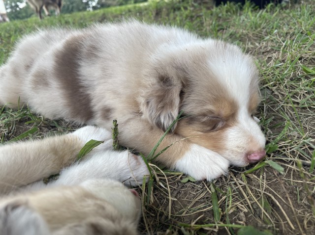 Australian Shepherds