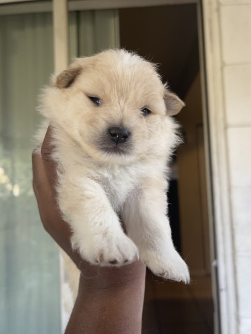 Pomeranian puppy for sale + 61830