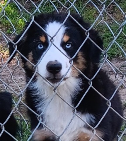 "Jase" ASDR Black Tri Mini Male Aussie