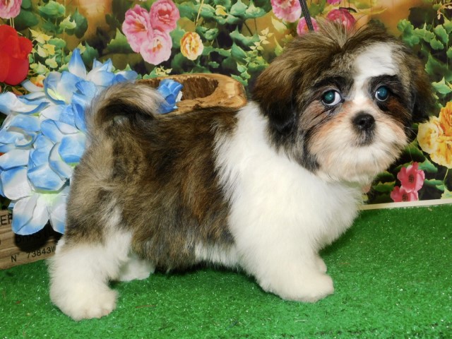 Chicago Shih Tzu Babies.  Nonshedding/Allergy Free.