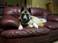 Akita - American Standard Puppies Akita for sale/adoption