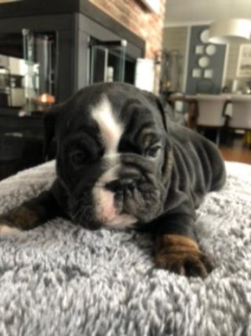 AKC English Bulldog Puppies