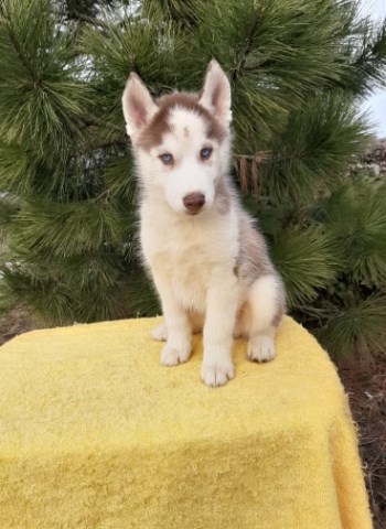 Siberian Husky puppy for sale + 59695