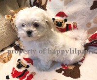 Maltese Puppies Maltese for sale/adoption
