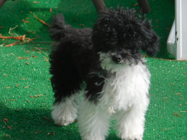 Poodle Toy puppy for sale + 48797