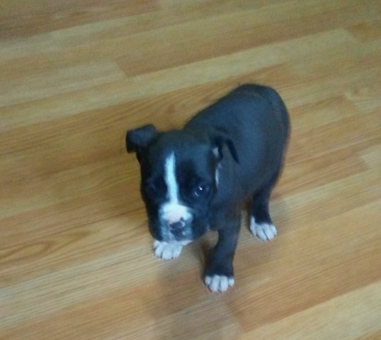 American Pit Bull Terrier puppy for sale + 52093