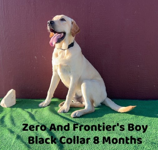 Labrador Retriever puppy for sale + 64504