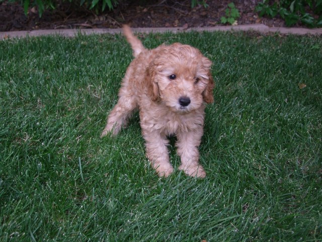 Labradoodle puppy for sale + 53719
