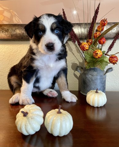 Miniature Australian Shepherd puppy for sale + 62132