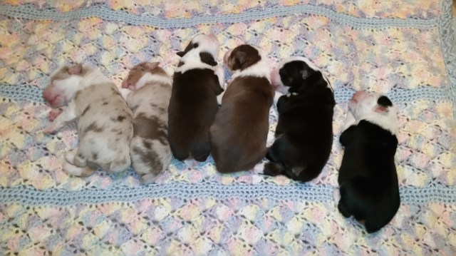 Carman Aussies Australian Shepherd April 2017 Litter