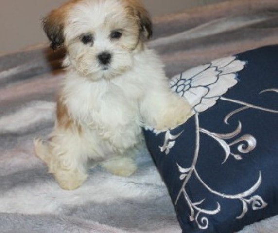shih tzu - havanese mix  Lottie