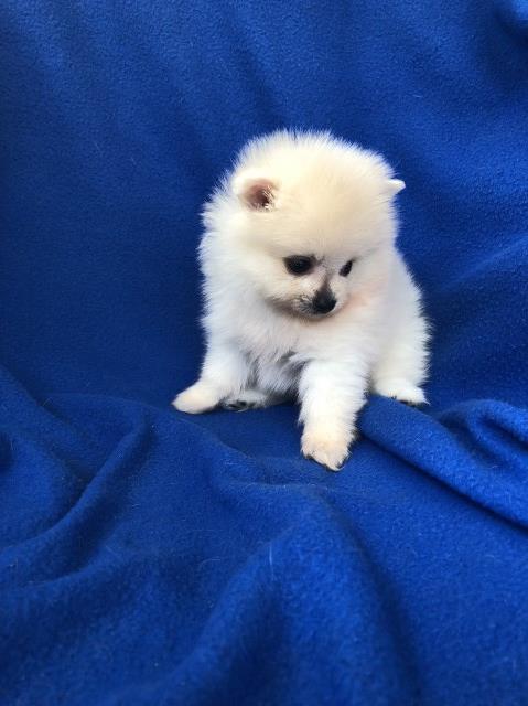 White  male Pomeranian