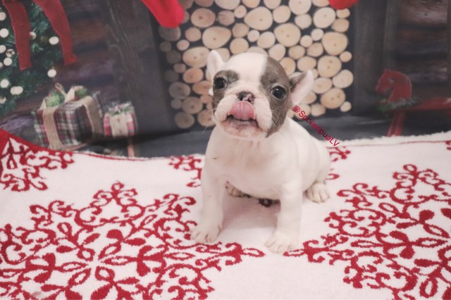 French Bulldog puppy for sale + 59636