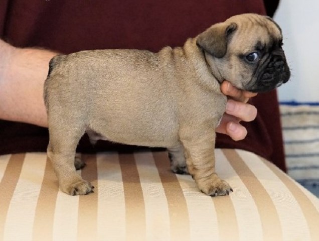 Our Blue french bulldog puppies Ready now