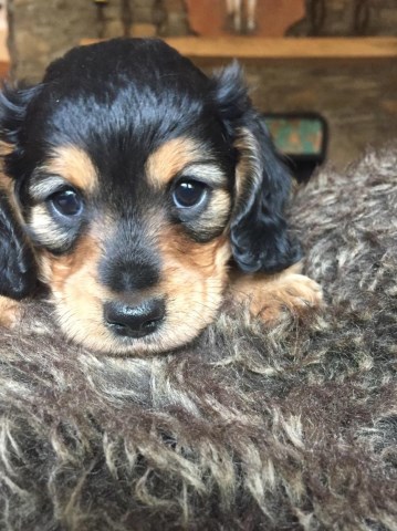 Dachshund puppy for sale + 53070