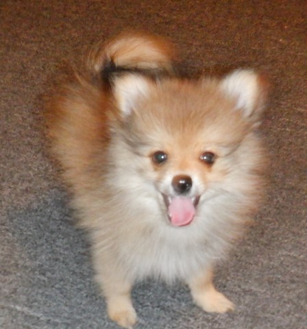 Pomeranian puppy for sale + 62354