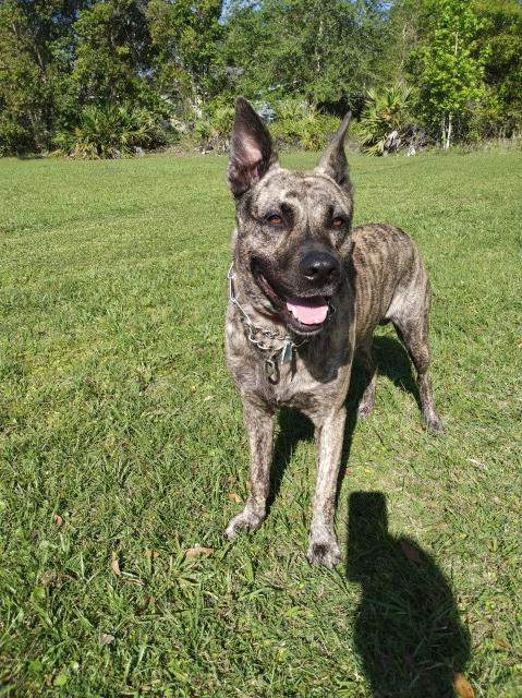 Dutch shepard puppies