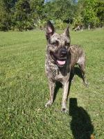 Dutch shepard puppies Malinois for sale/adoption