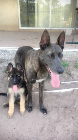 German Shepherd Dog puppy for sale + 53065