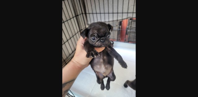 10 week pug black female and a male